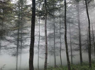 臨夏凱恒咨詢服務有限公司在臨夏縣三岔坪國營林場開展無人機飛防作業